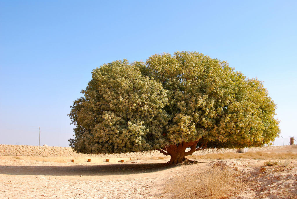 Pohon Tempat Nabi sering Berteduh, Masih Hidup Hingga Sekarang 