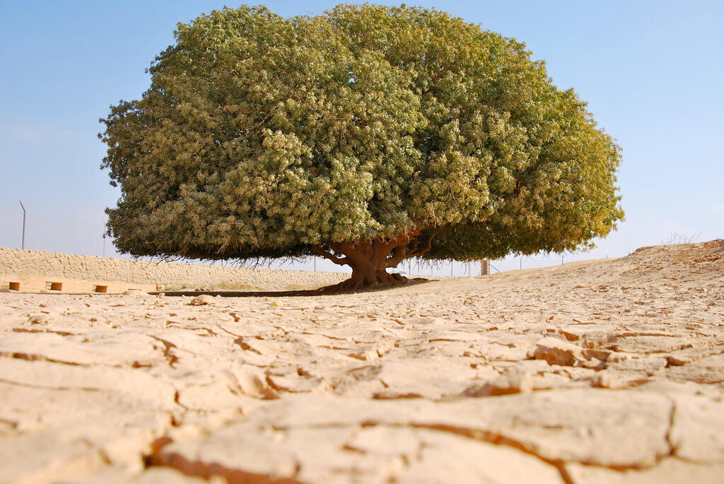 Pohon Tempat Nabi sering Berteduh, Masih Hidup Hingga Sekarang 