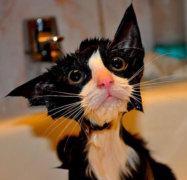 Ini Wajah Konyol Kucing Saat Terkena Air