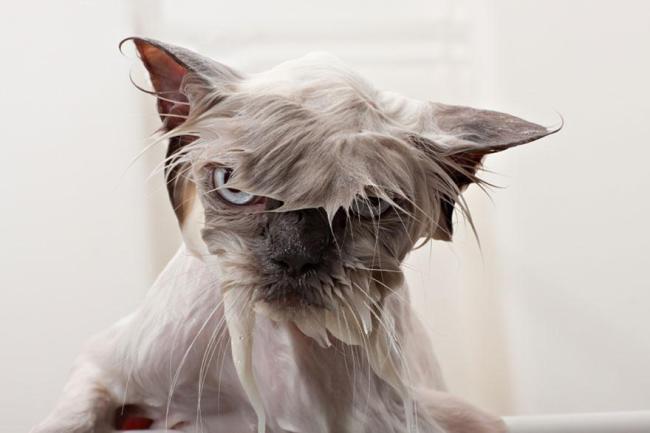 Ini Wajah Konyol Kucing Saat Terkena Air