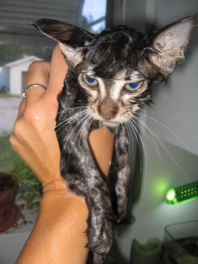 Ini Wajah Konyol Kucing Saat Terkena Air