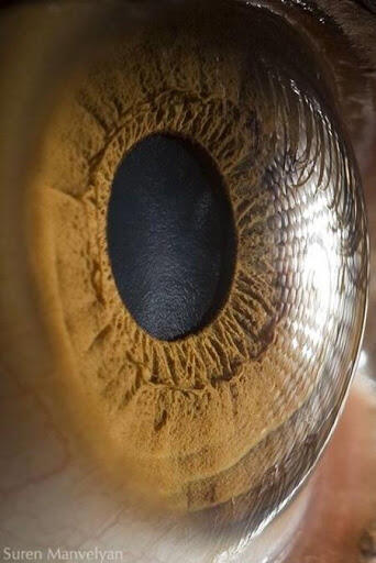 Berikut ini adalah foto-foto closeup mata manusia.