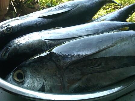 IKAN TUNA FRESH