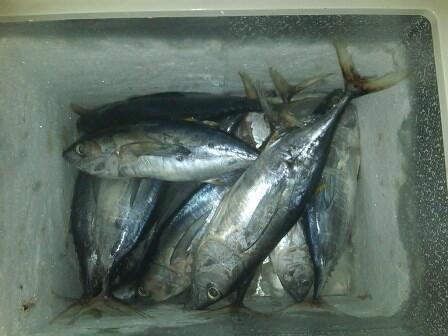 IKAN TUNA FRESH