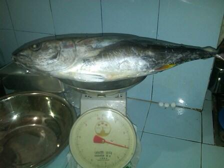 IKAN TUNA FRESH