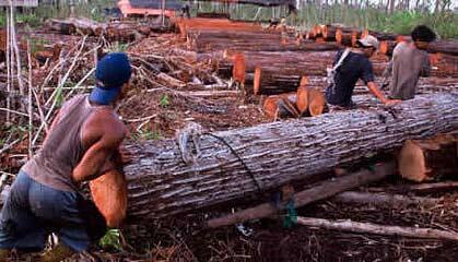 kapan negara kita bisa hijau kayak dulu.....