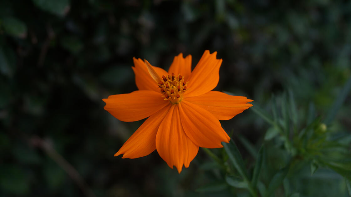 Hasil Jepretan Sony Alpha .............