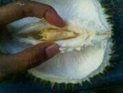 Belah duren !!! Mantap ...