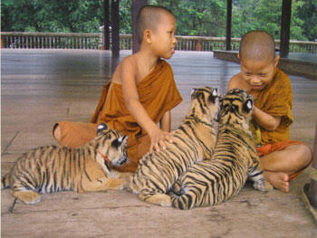 mengintip lebih dekat kuil harimau di Thailand