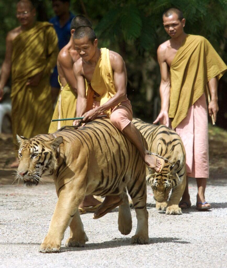 mengintip lebih dekat kuil harimau di Thailand