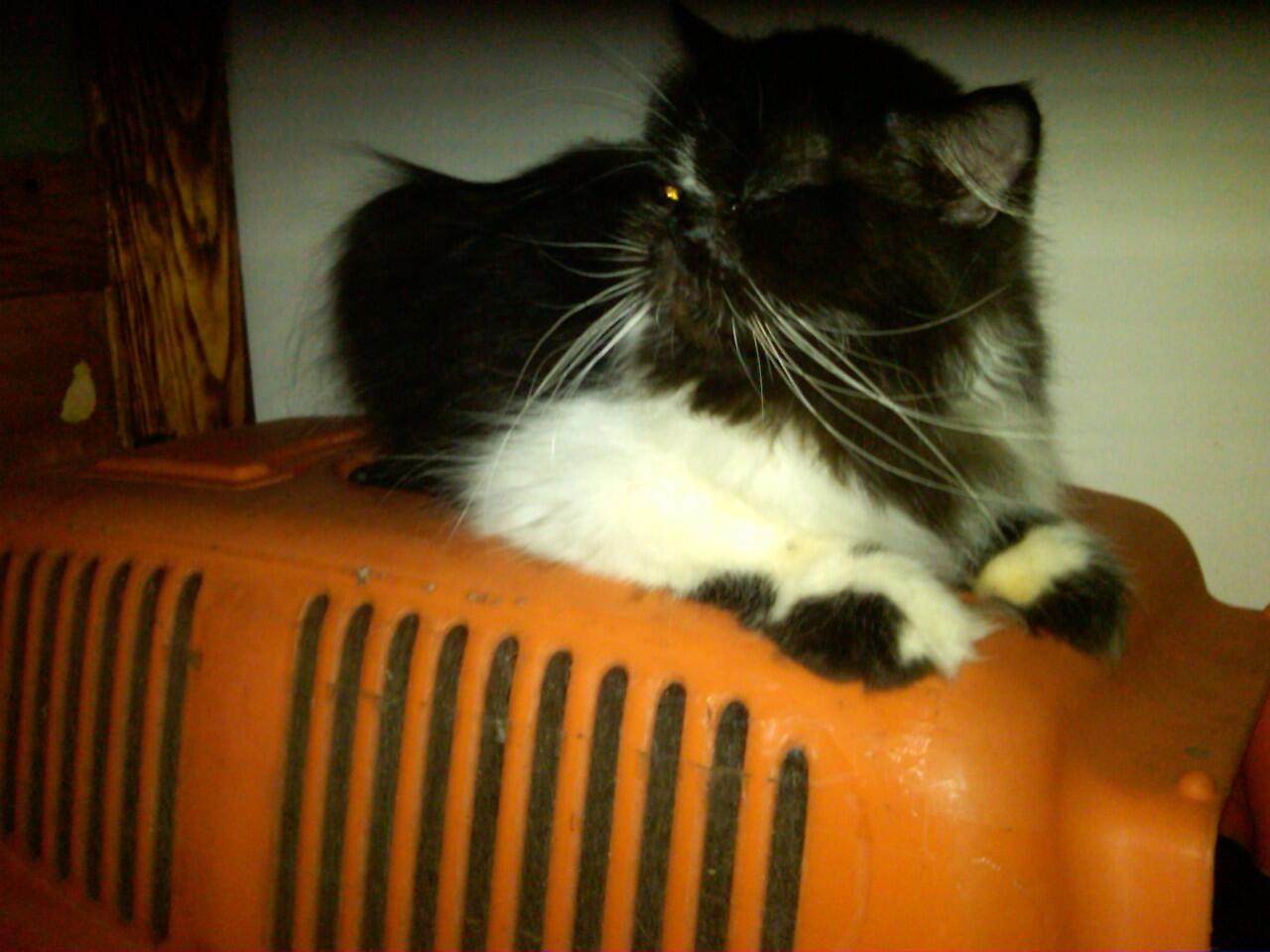 Kucing Flatnose Hamil Besar Bandung