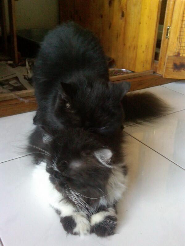 Kucing Flatnose Hamil Besar Bandung