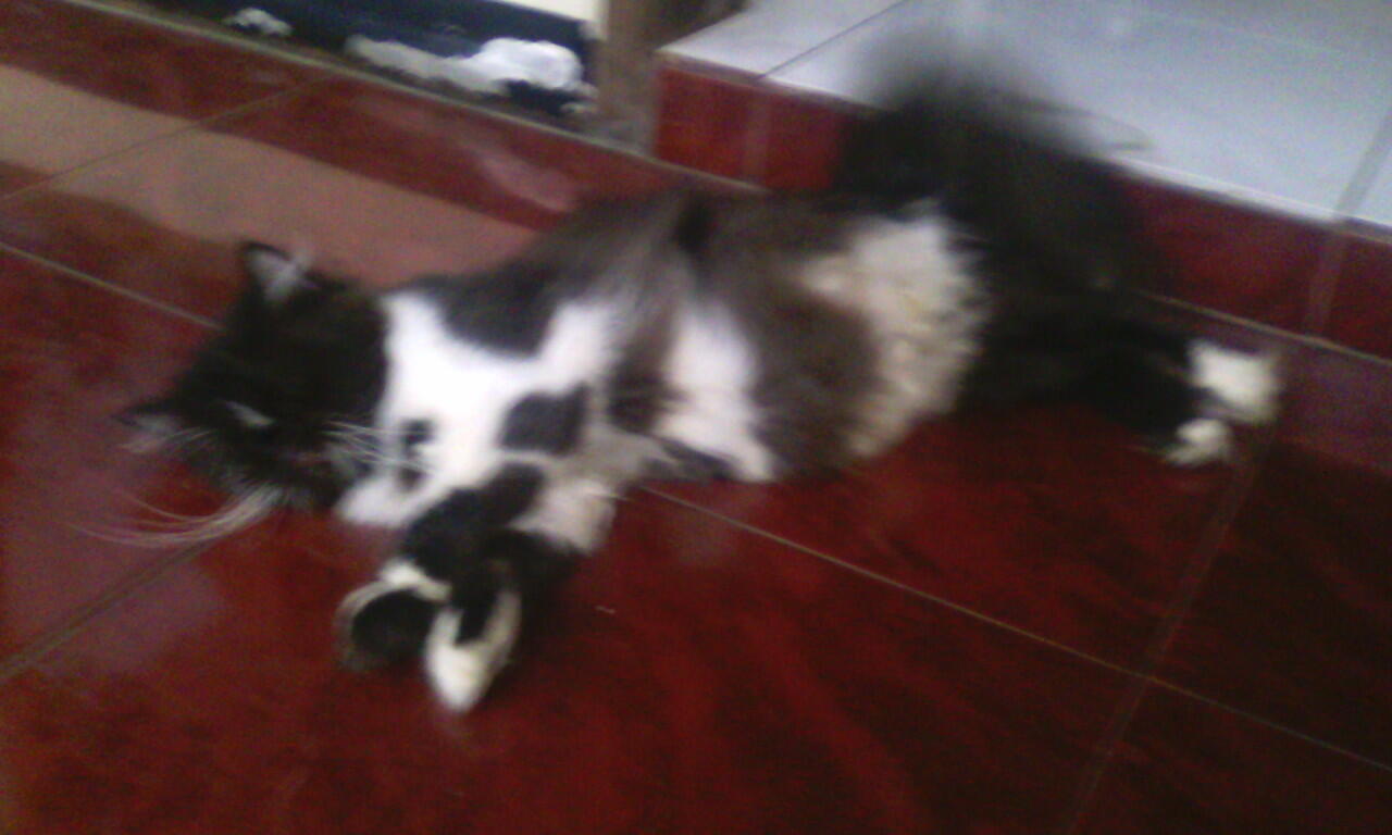 Kucing Flatnose Hamil Besar Bandung