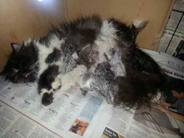 Kucing Flatnose Hamil Besar Bandung