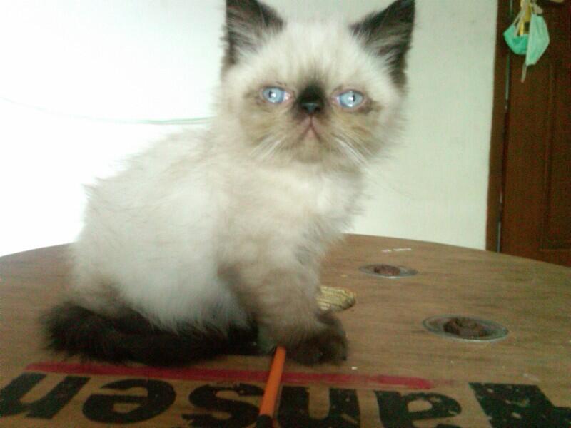 Kucing Flatnose Hamil Besar Bandung