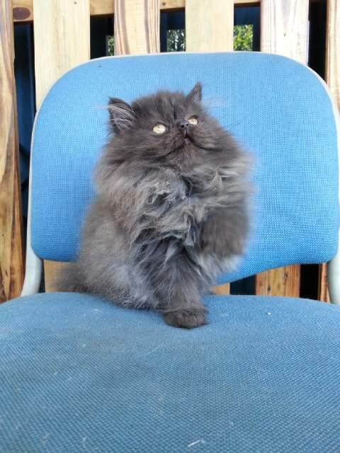 Kucing Flatnose Hamil Besar Bandung