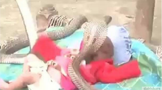 Seorang Bayi DIJAGA 4 Ekor Ular Cobra !!! Masuk Bentar Gan 