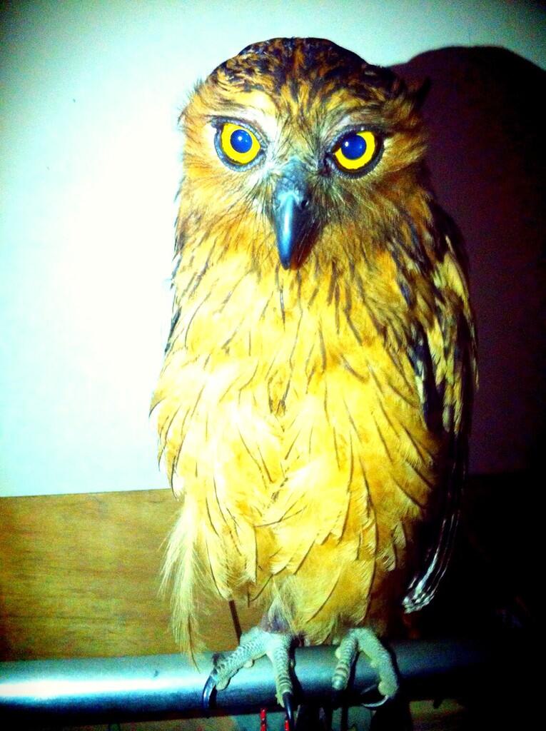 Burung hantu buffy fish owl jinak total n bongsor gan 5bln dah gede banget 