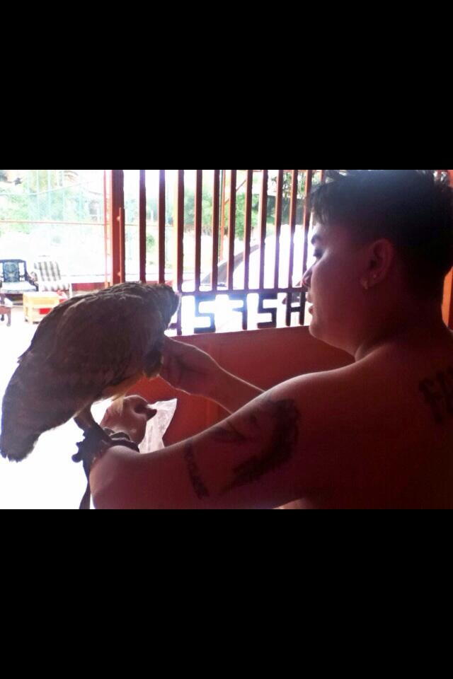 Burung hantu buffy fish owl jinak total n bongsor gan 5bln dah gede banget