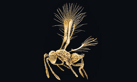 10 Spesies Flora dan Fauna Baru (fact)