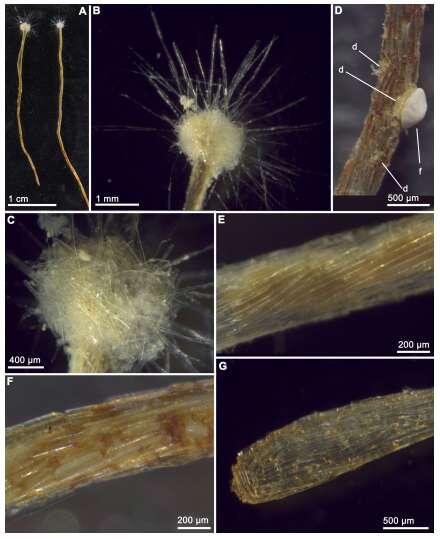 10 Spesies Flora dan Fauna Baru (fact)