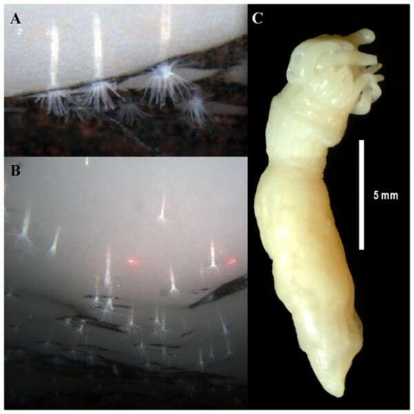 10 Spesies Flora dan Fauna Baru (fact)