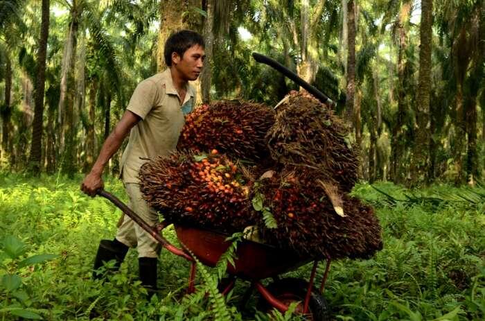 Indonesia Dominasi Sertifikasi Sawit Berkelanjutan