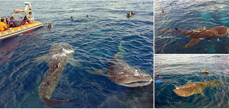 Mengenal Taman Nasional Teluk Cendrawasih: Rumah Bagi Ikan Hiu Paus Di Indonesia