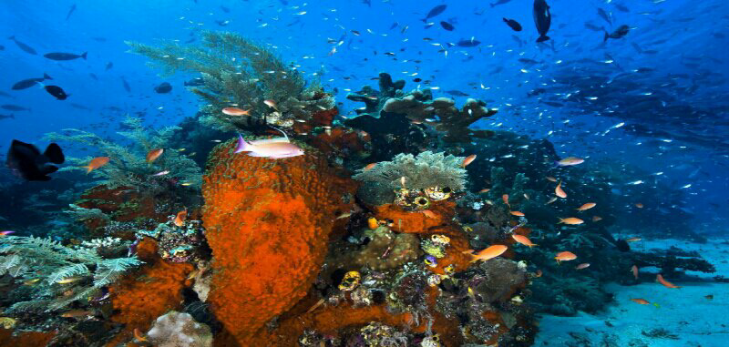 Mengenal Taman Nasional Teluk Cendrawasih: Rumah Bagi Ikan Hiu Paus Di Indonesia