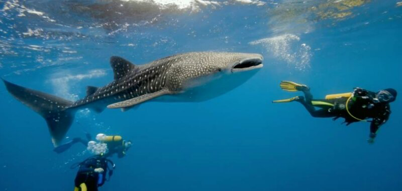 Mengenal Taman Nasional Teluk Cendrawasih: Rumah Bagi Ikan Hiu Paus Di Indonesia