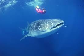Agan nyari Tempat diving keren?? Masuk gan...