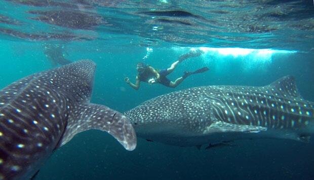 Agan nyari Tempat diving keren?? Masuk gan...