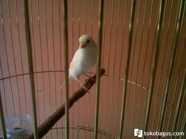 Ajang Barter Burung Page 5 Kaskus