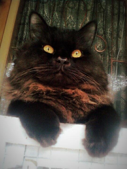 &#91;ASK&#93; Pecinta Kucing RAS masuk dong
