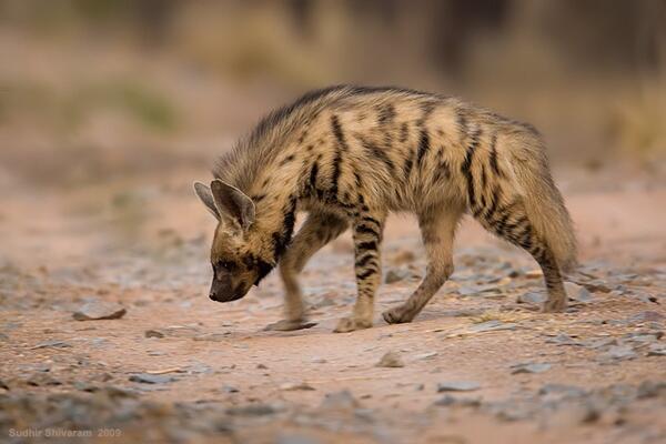 Hyena Bukan Anjing, Tapi Predator Buas yang Licik &amp; Pengecut? (Mengenal Hyena) 