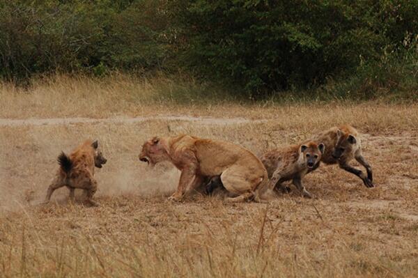 Hyena Bukan Anjing, Tapi Predator Buas yang Licik &amp; Pengecut? (Mengenal Hyena) 