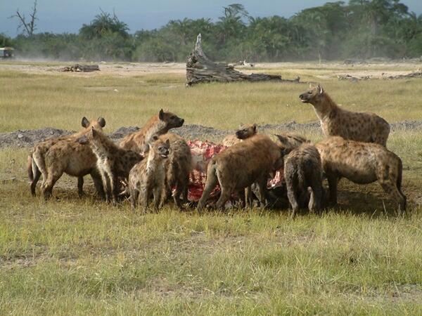 Hyena Bukan Anjing, Tapi Predator Buas yang Licik &amp; Pengecut? (Mengenal Hyena) 