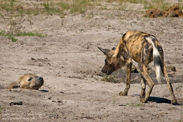 Hyena Bukan Anjing, Tapi Predator Buas yang Licik &amp; Pengecut? (Mengenal Hyena) 