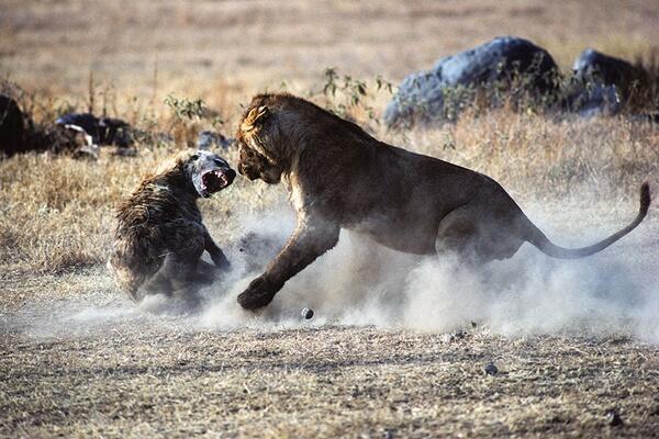 Hyena Bukan Anjing, Tapi Predator Buas yang Licik &amp; Pengecut? (Mengenal Hyena) 