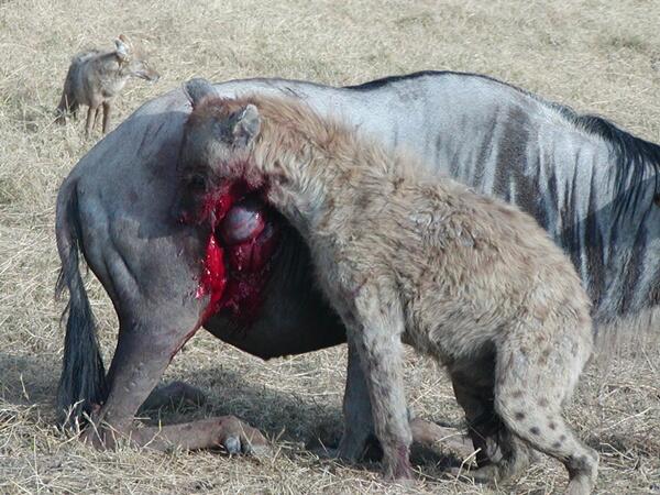 Hyena Bukan Anjing, Tapi Predator Buas yang Licik &amp; Pengecut? (Mengenal Hyena) 