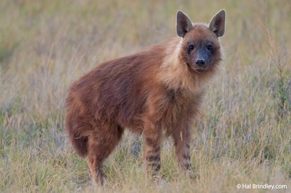 Hyena Bukan Anjing, Tapi Predator Buas yang Licik &amp; Pengecut? (Mengenal Hyena) 