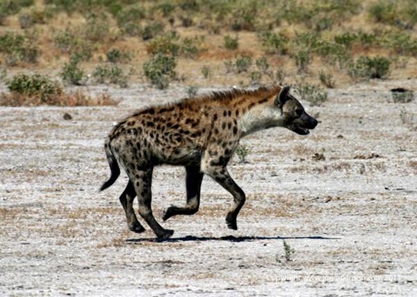 Hyena Bukan Anjing, Tapi Predator Buas yang Licik &amp; Pengecut? (Mengenal Hyena) 