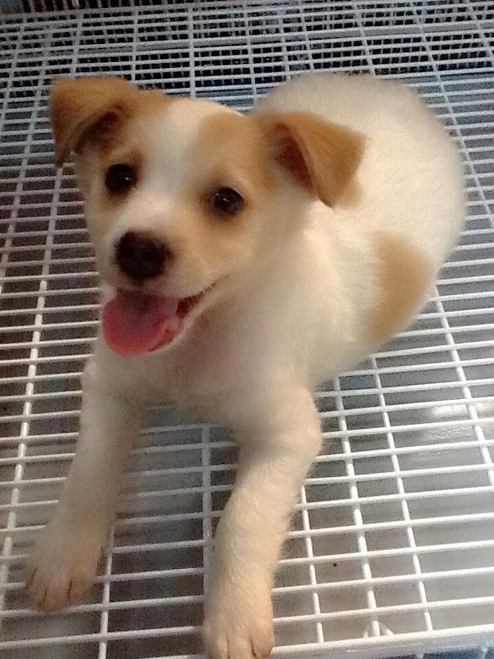 Dicari Adopter Anjing &#91;hanya untuk yang benar-benar pencinta anjing&#93;