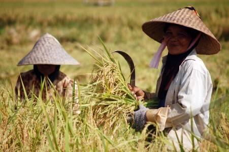 Miris gan ngeliat kondisi pertanian Indonesia