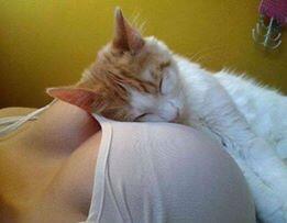kucing paling WAW