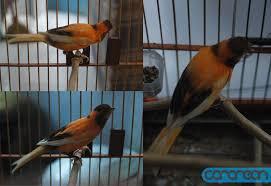 1 KENARI JANTAN DAN 1 KENARI BETINA SIAP TERNAK