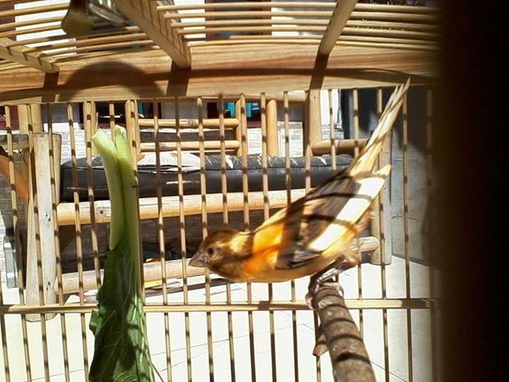 1 KENARI JANTAN DAN 1 KENARI BETINA SIAP TERNAK