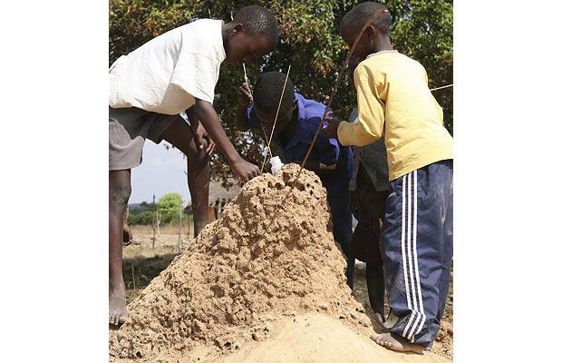7 Makanan unik (dan ekstrem) dari Afrika