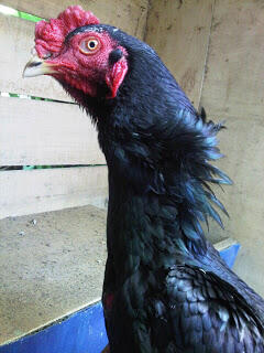 ayam bangkok impor