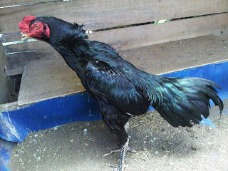 ayam bangkok impor